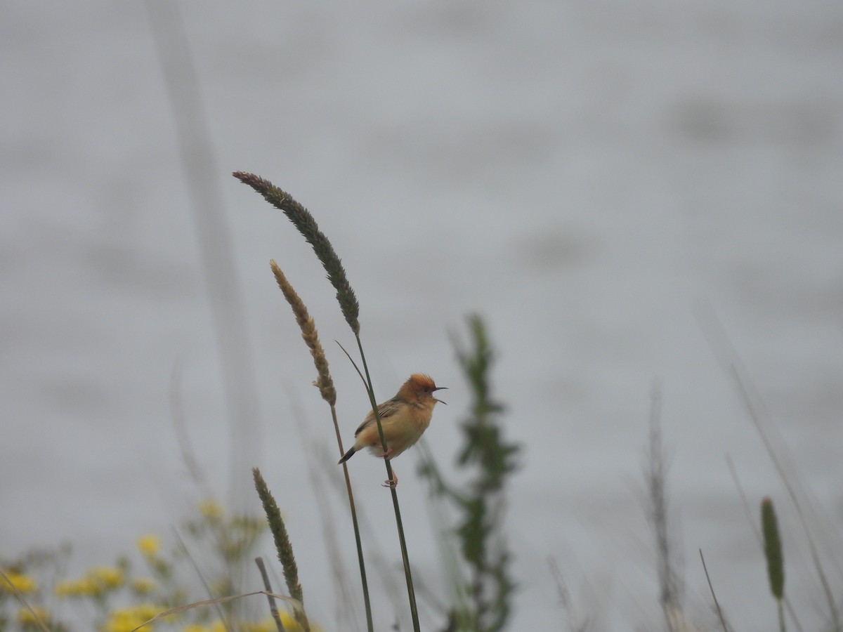 Golden-headed Cisticola - ML610276807