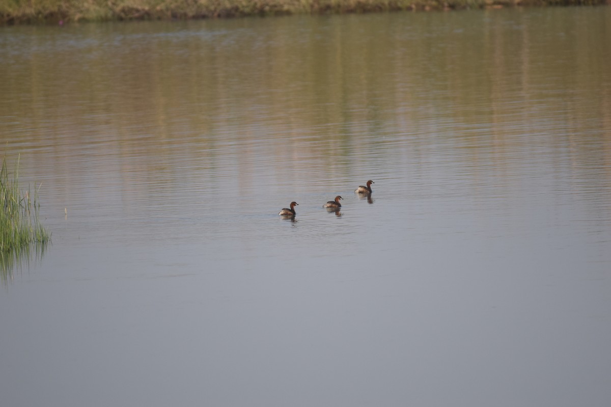 Хурган шунгуур - ML610276881