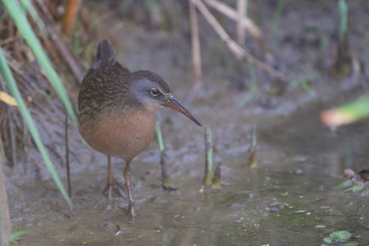 Virginia Rail - Steve Bell