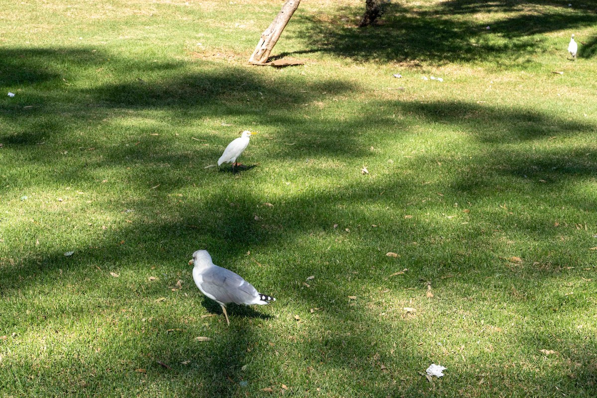 Western Cattle-Egret - ML610277014