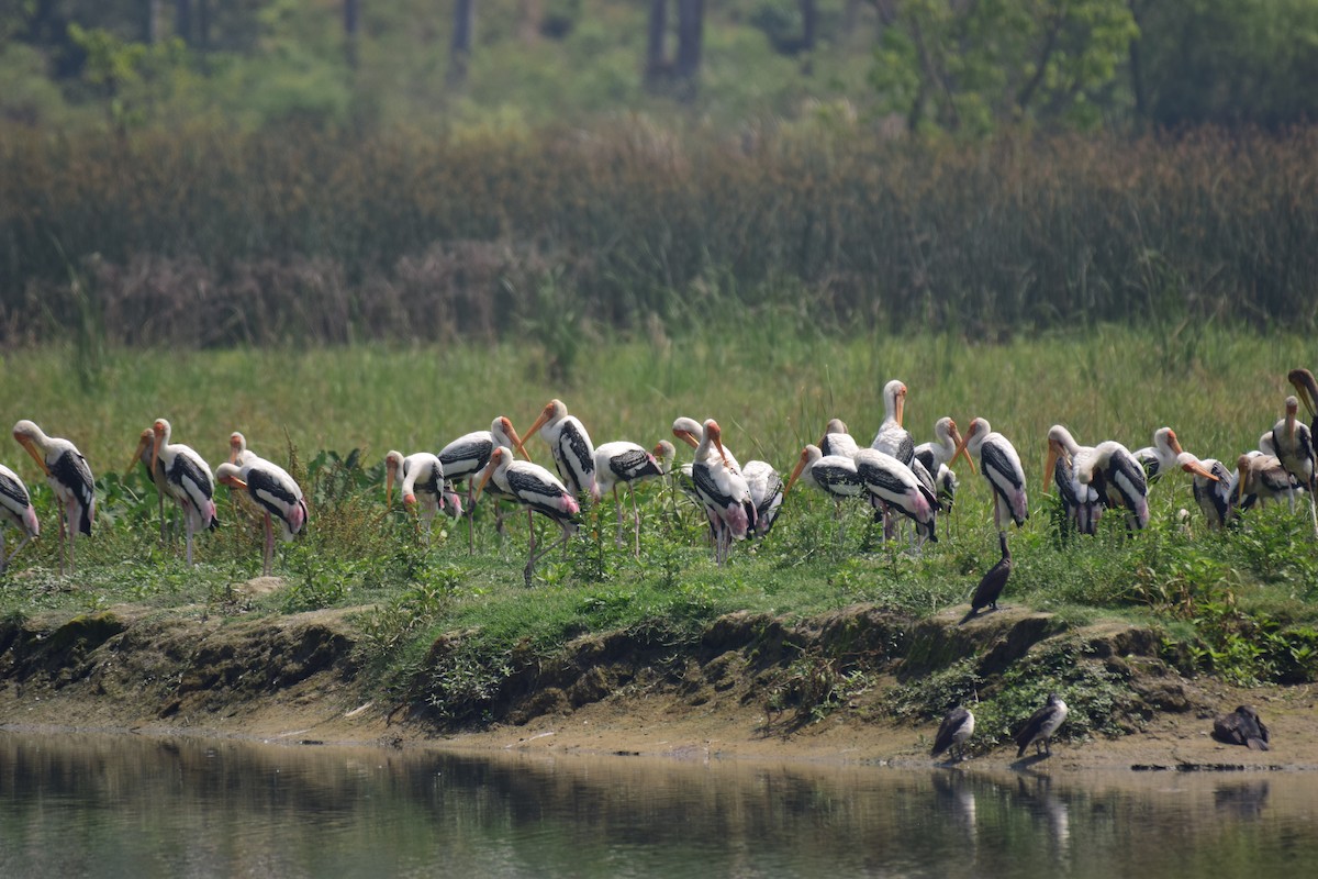 Painted Stork - ML610277036