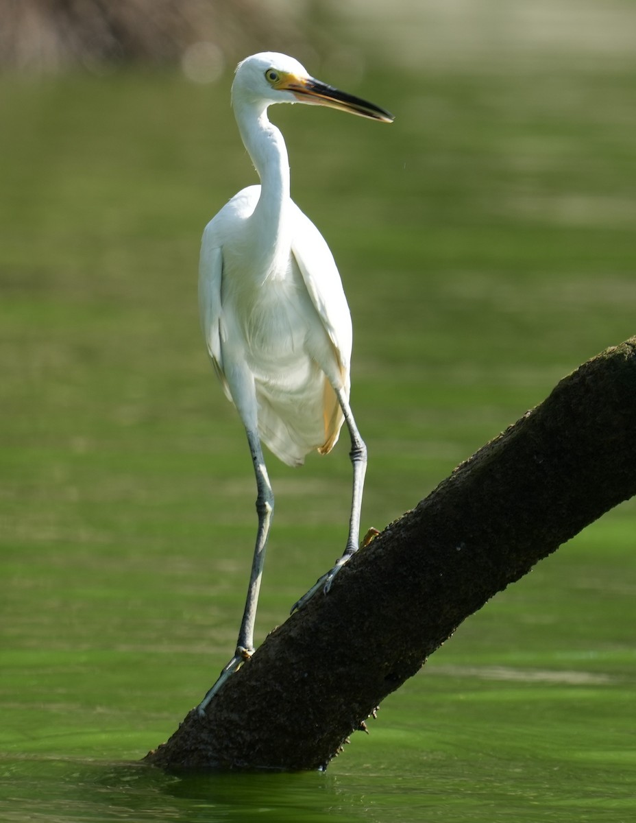 Grande Aigrette - ML610277060