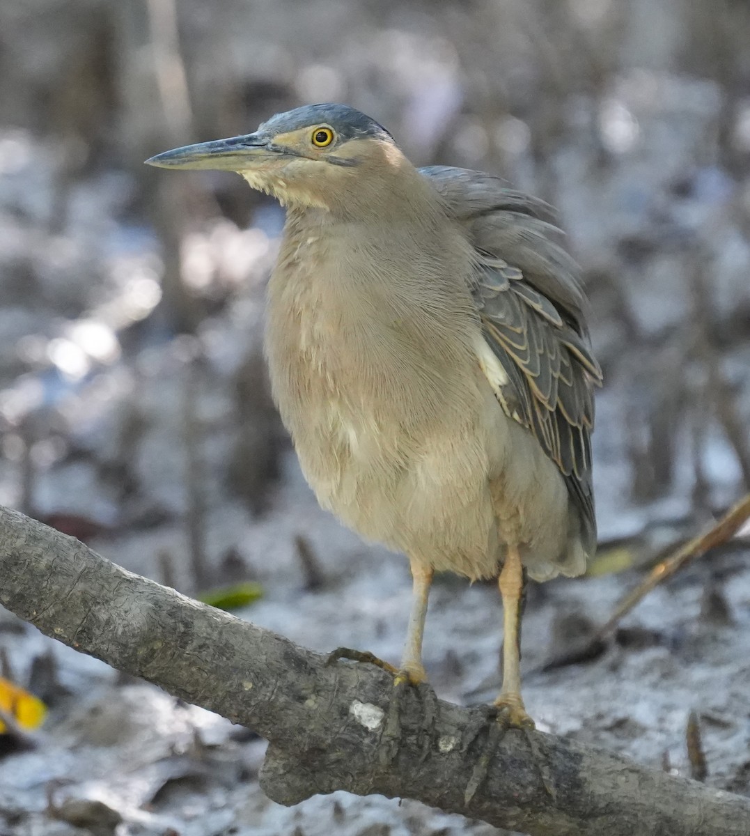 Striated Heron - Samantha Duffy