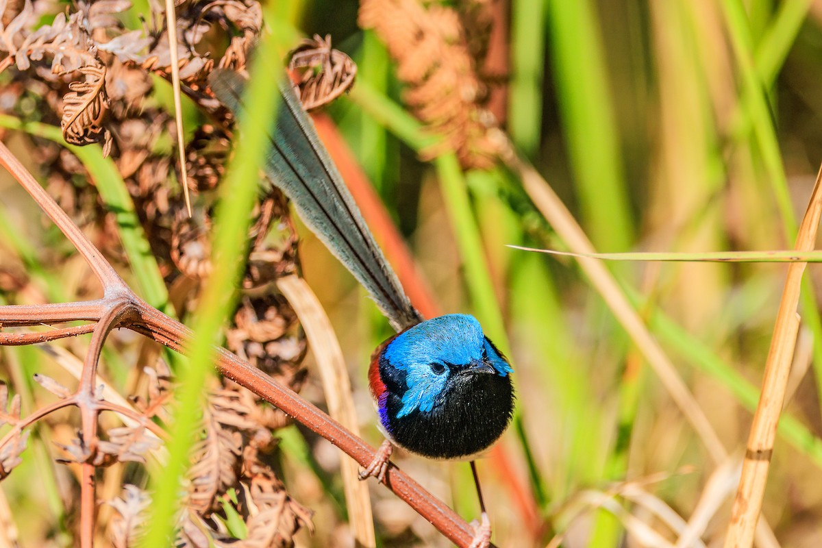 Variegated Fairywren - ML610277076