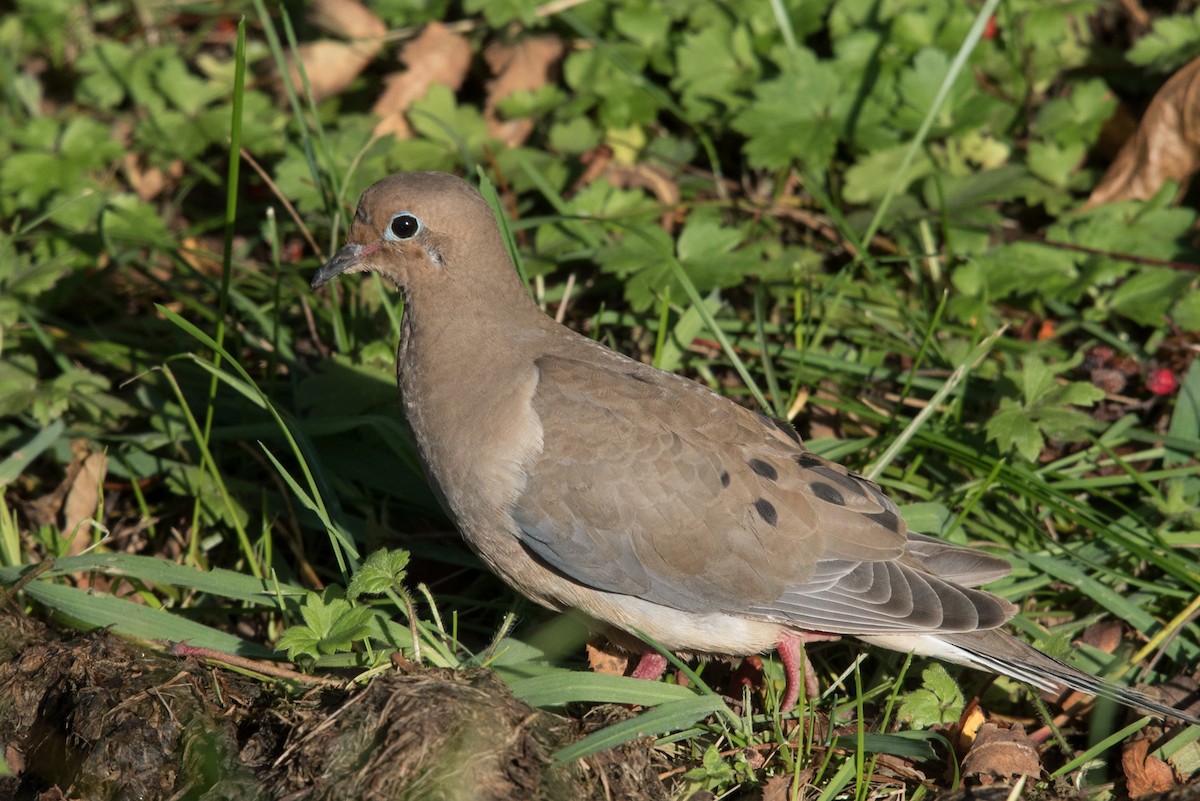 Mourning Dove - ML610277089