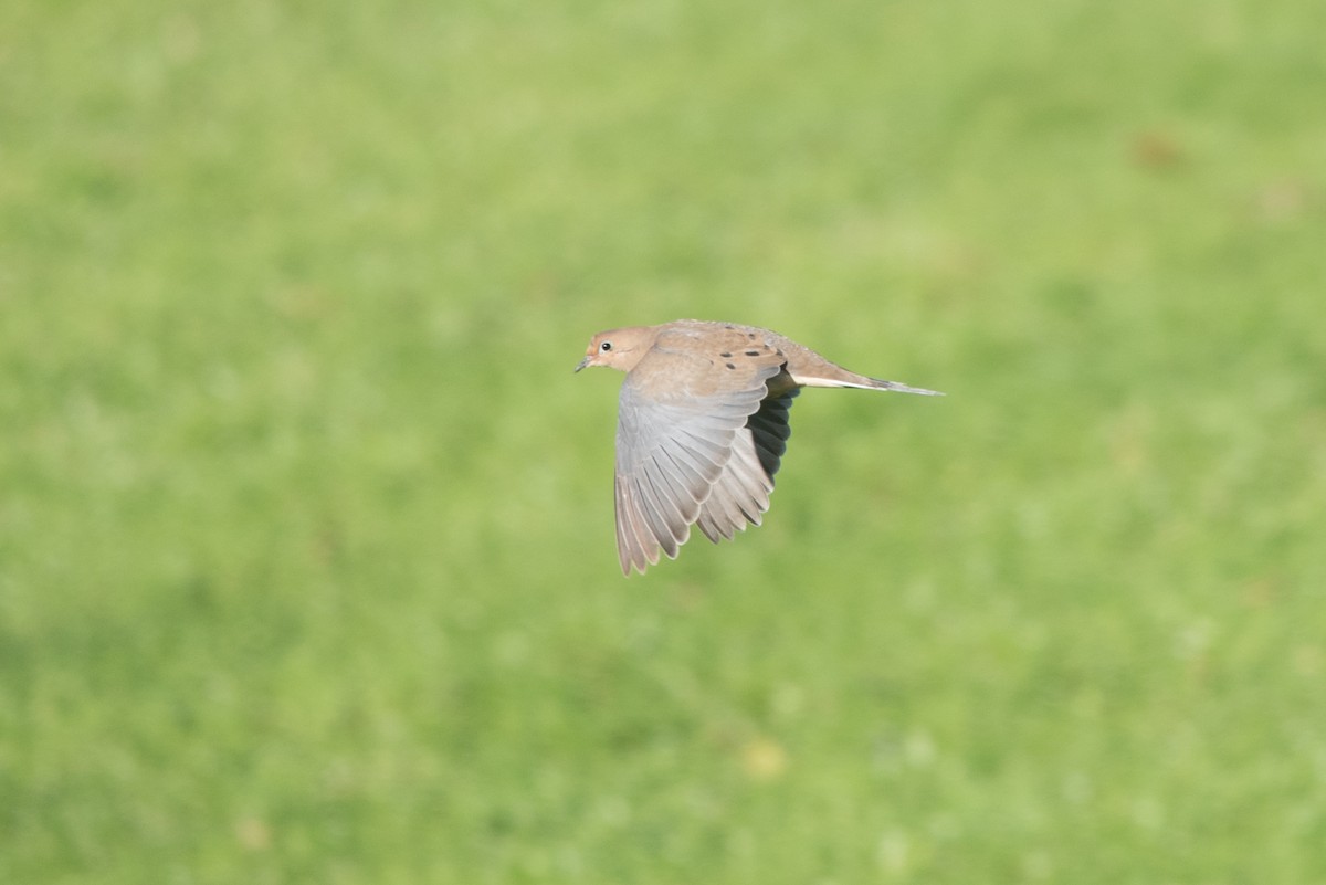 Mourning Dove - ML610277090