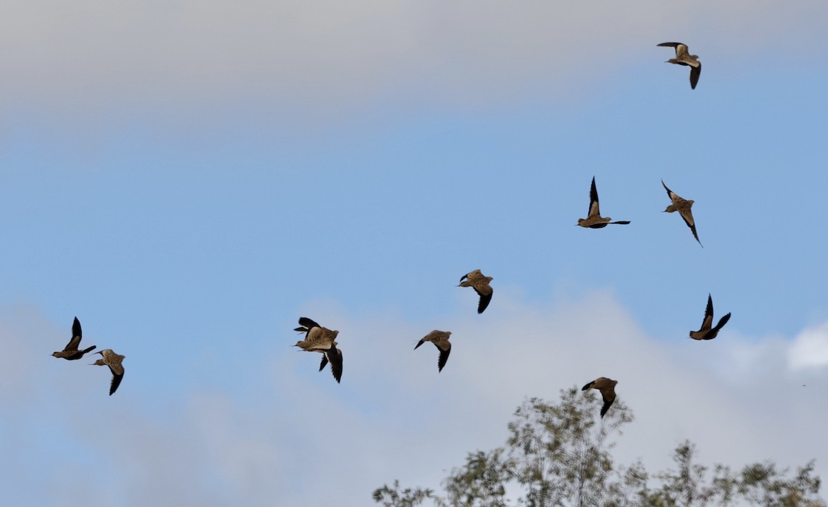 Chestnut-bellied Sandgrouse - ML610277094