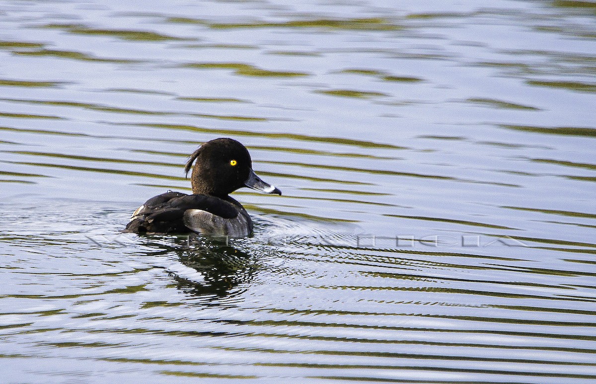 Tufted Duck - ML610277195
