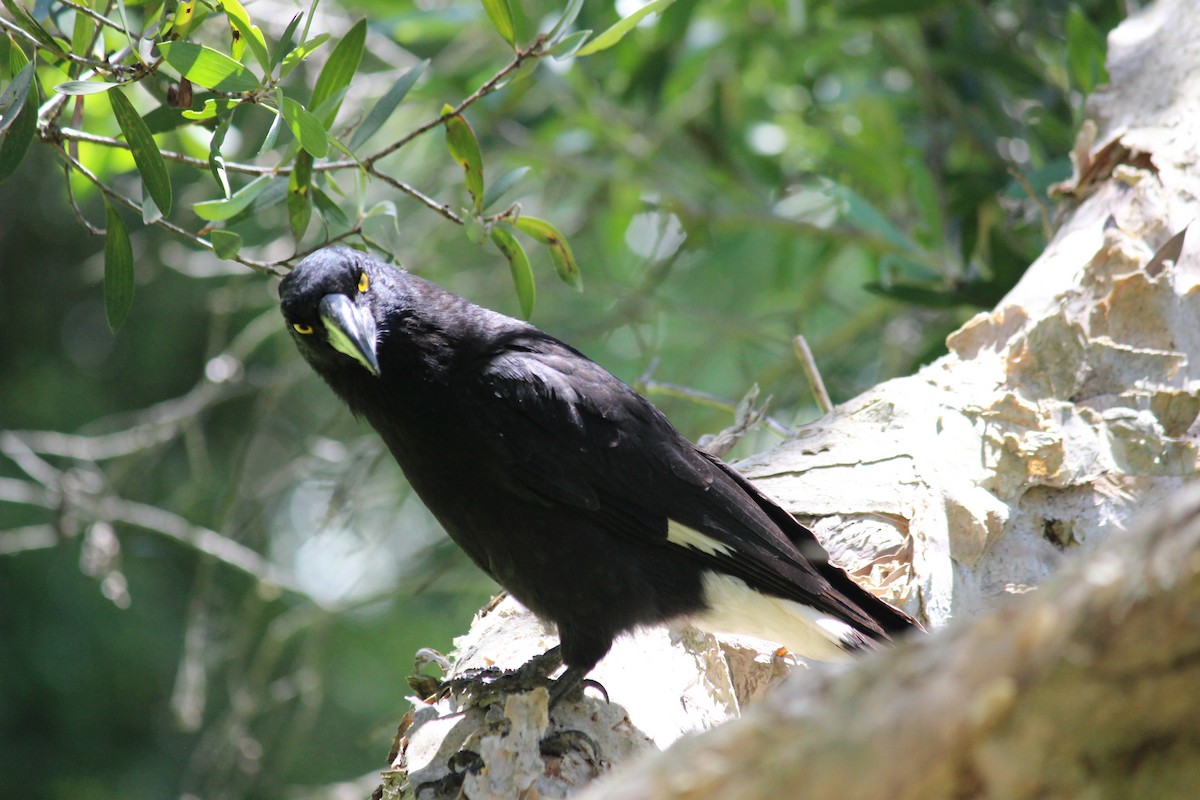 Pied Currawong - ML610277220