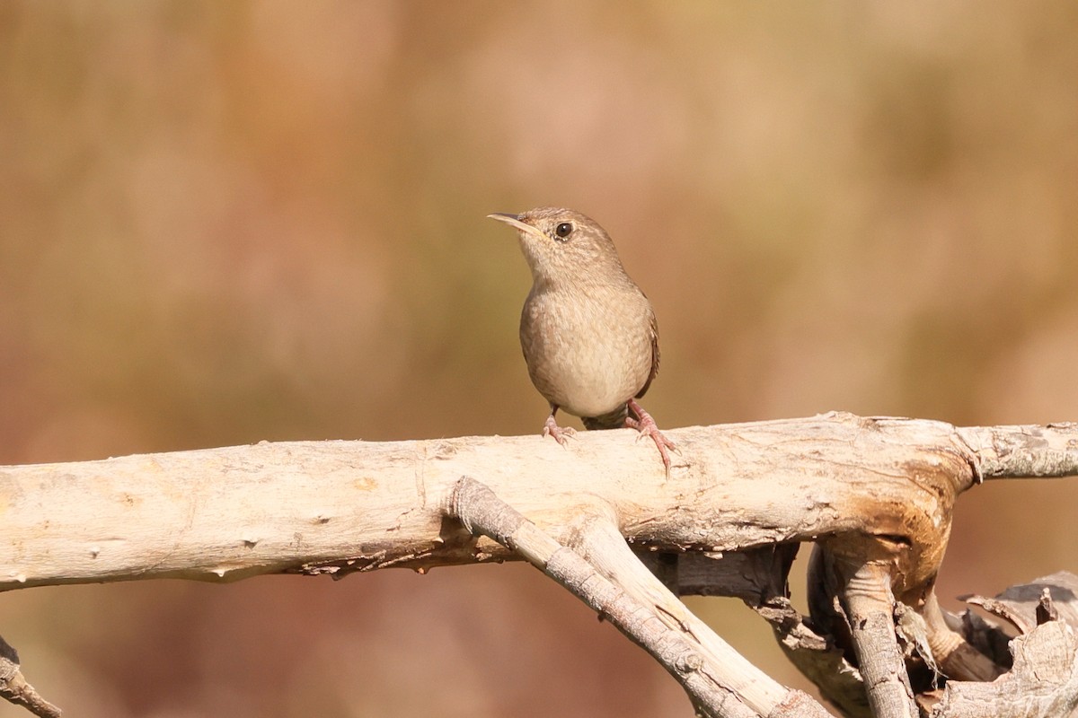 House Wren - ML610277310