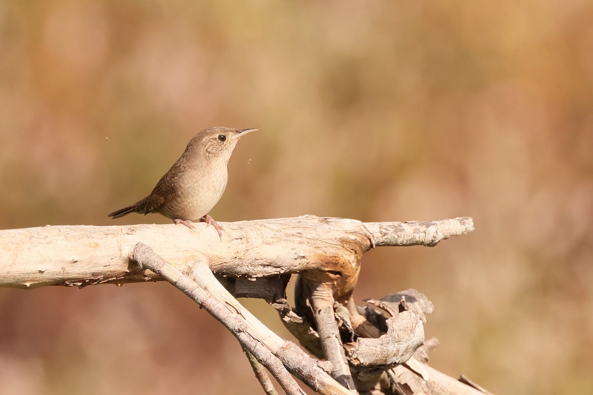 House Wren - ML610277311