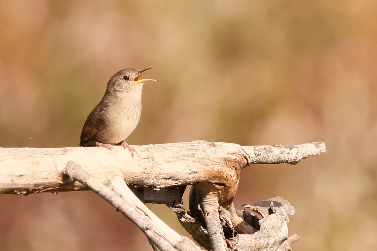 House Wren - ML610277312