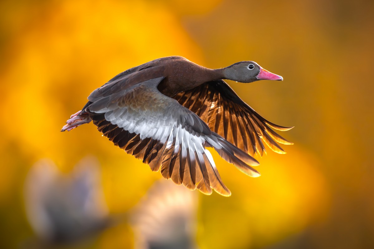 Black-bellied Whistling-Duck (fulgens) - ML610277317