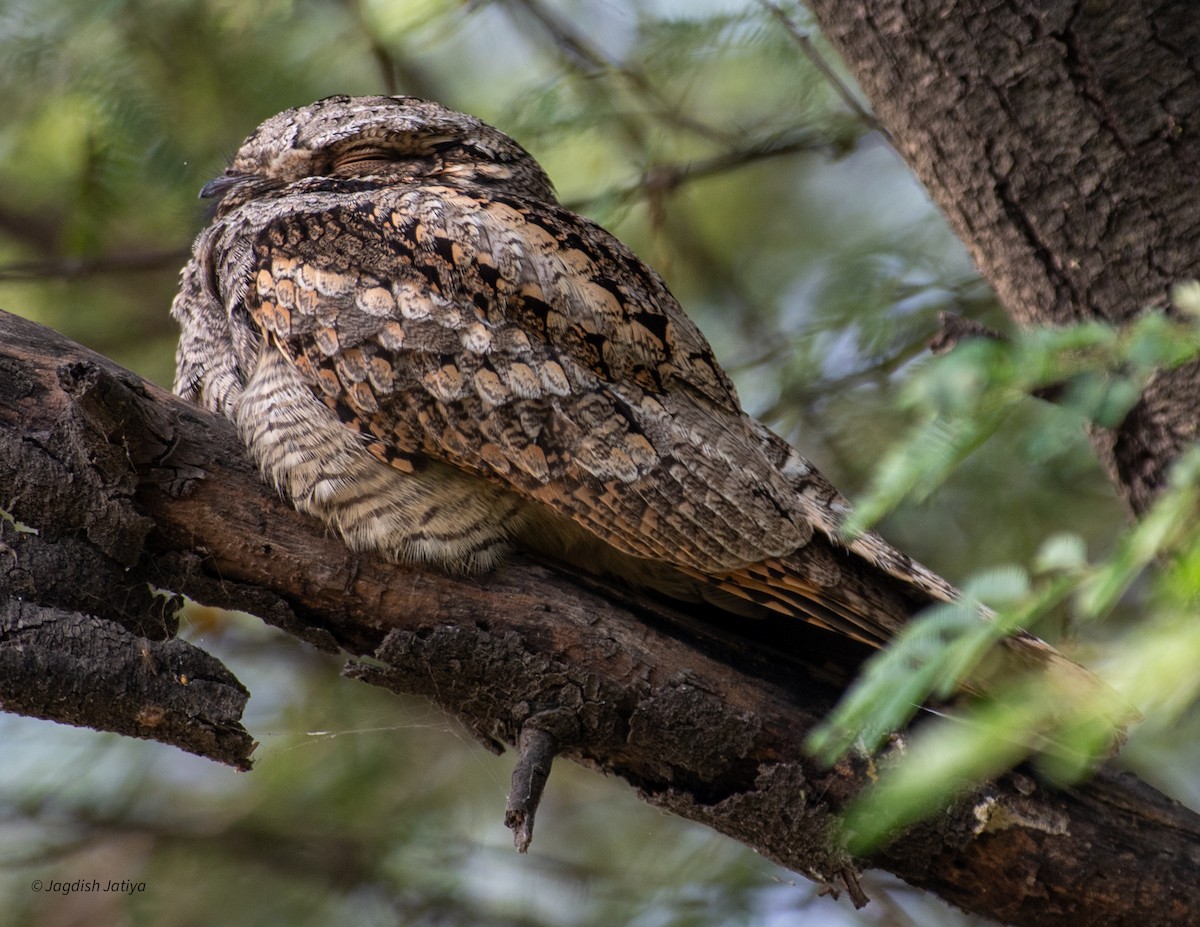 Large-tailed Nightjar - ML610277330