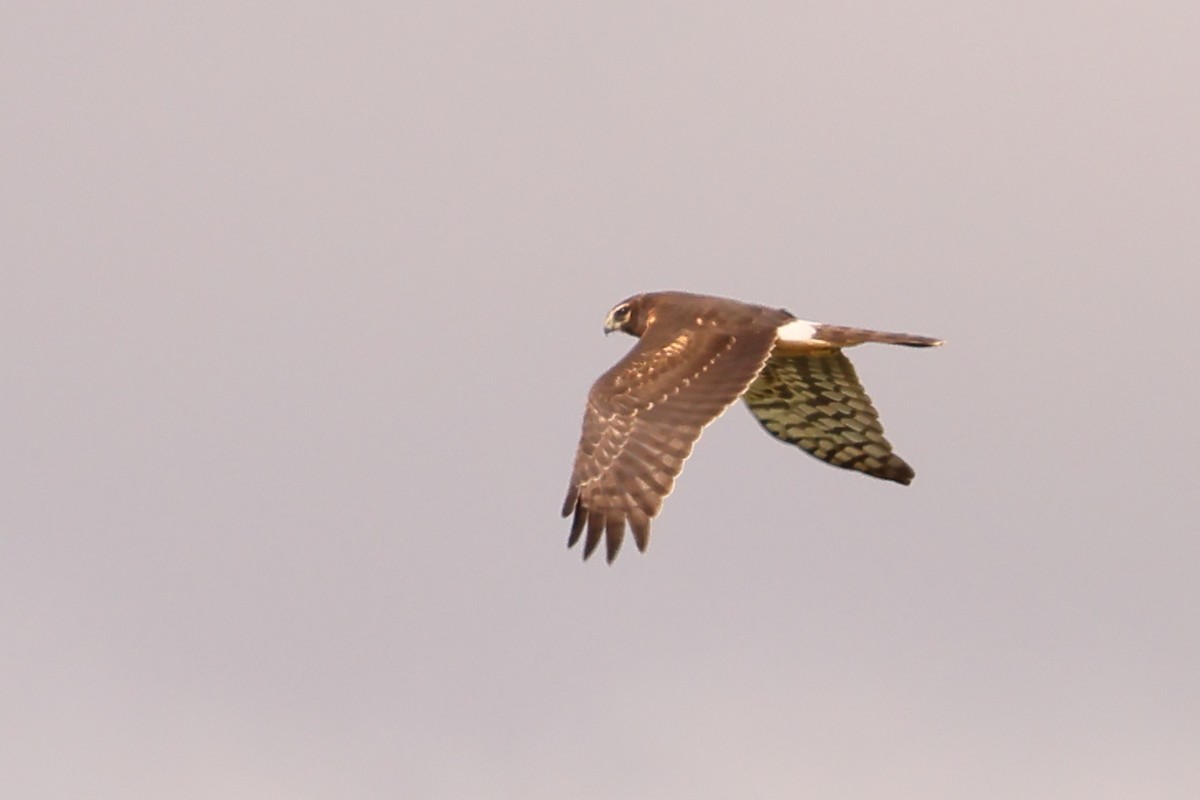 Northern Harrier - ML610277349