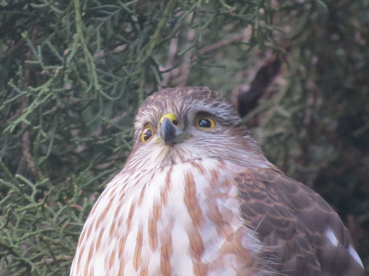 Sharp-shinned Hawk - ML610277354