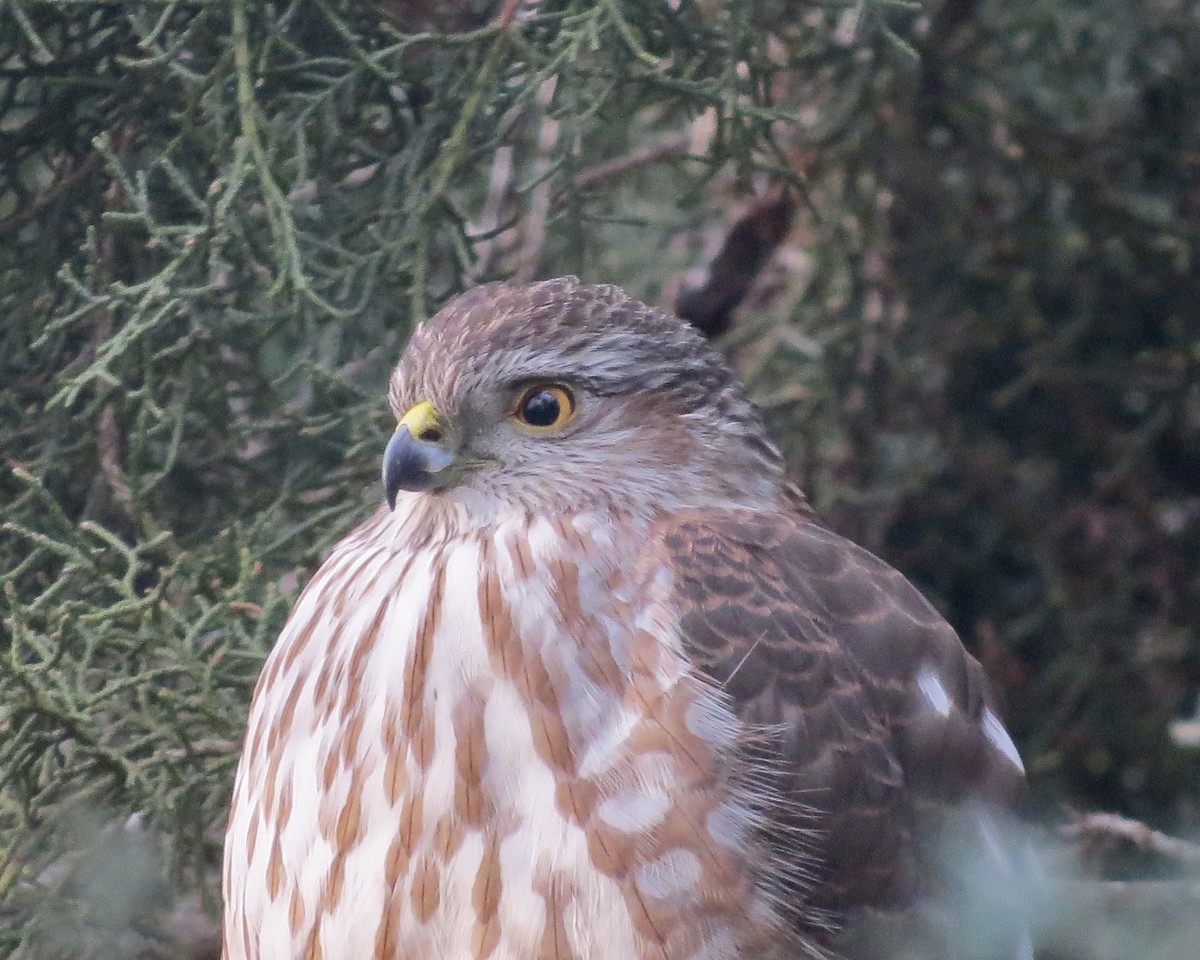 Sharp-shinned Hawk - ML610277368
