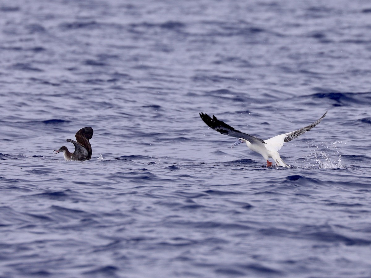 Red-footed Booby - Sherman  Wing