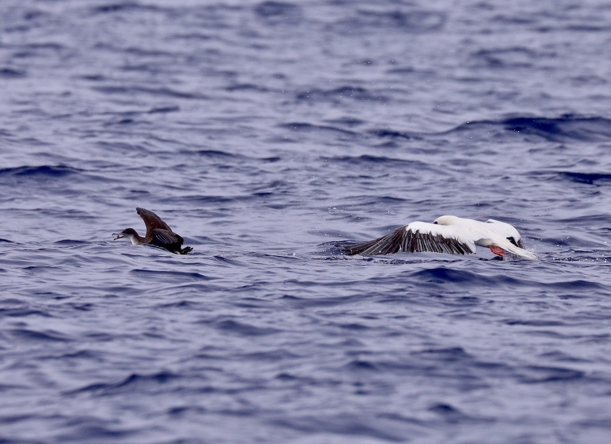 Red-footed Booby - Sherman  Wing