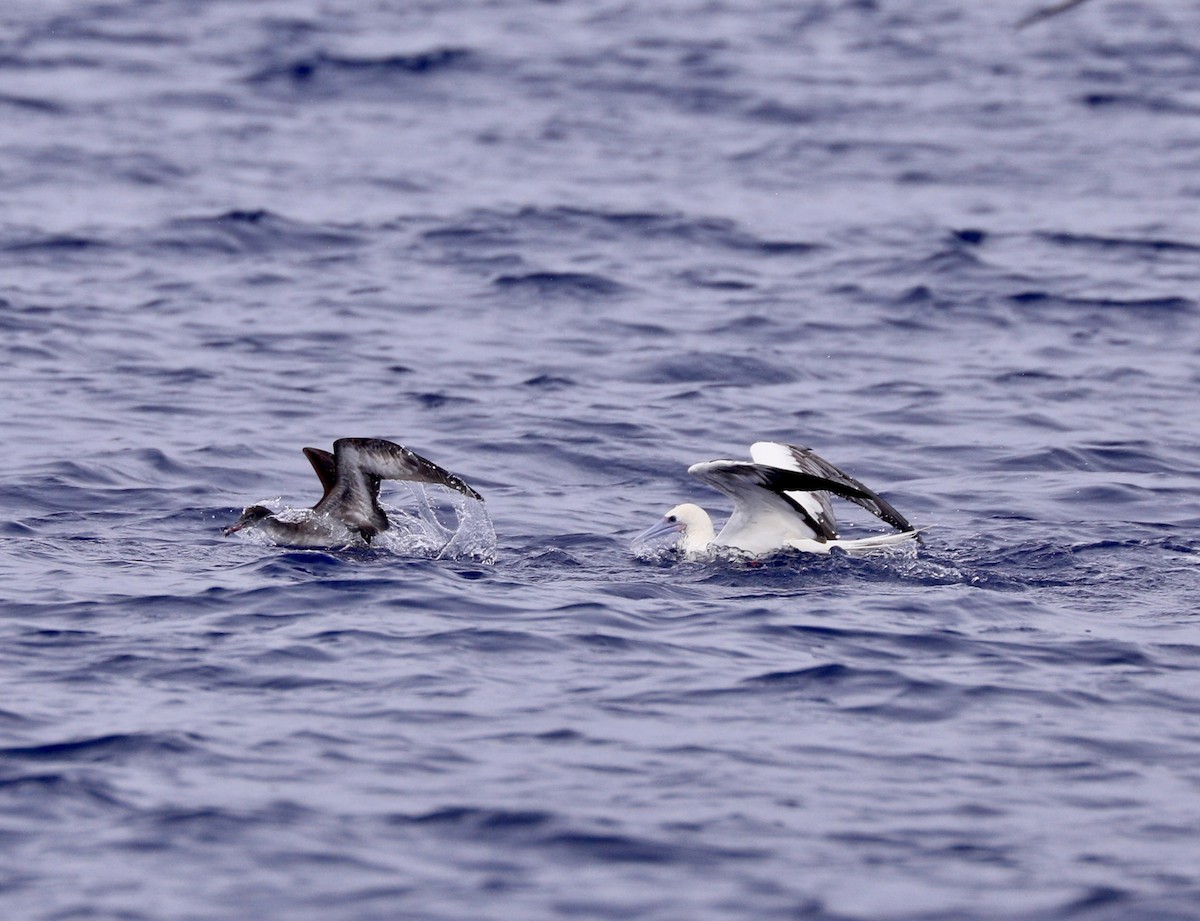 Red-footed Booby - Sherman  Wing