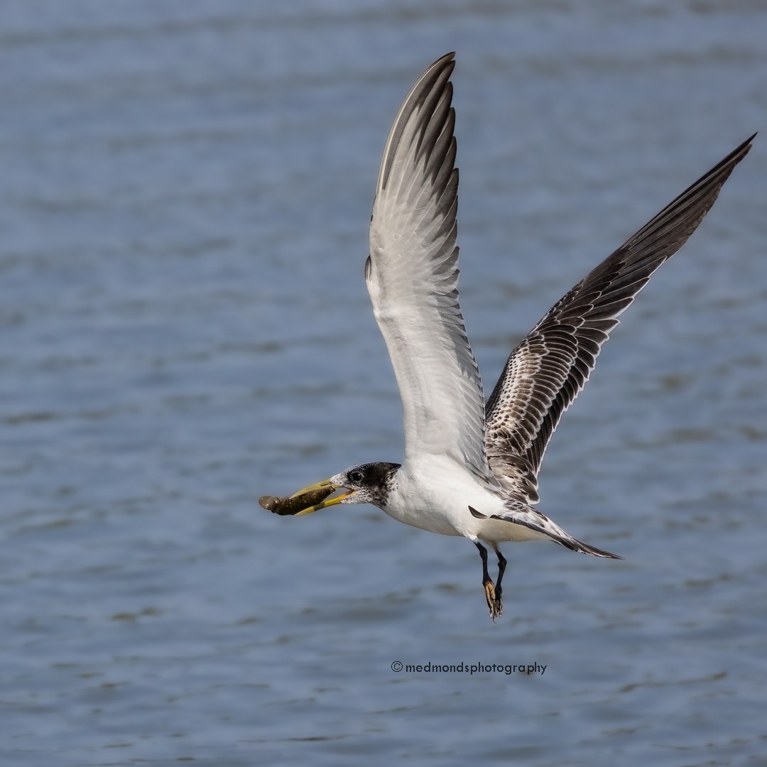Great Crested Tern - ML610277589