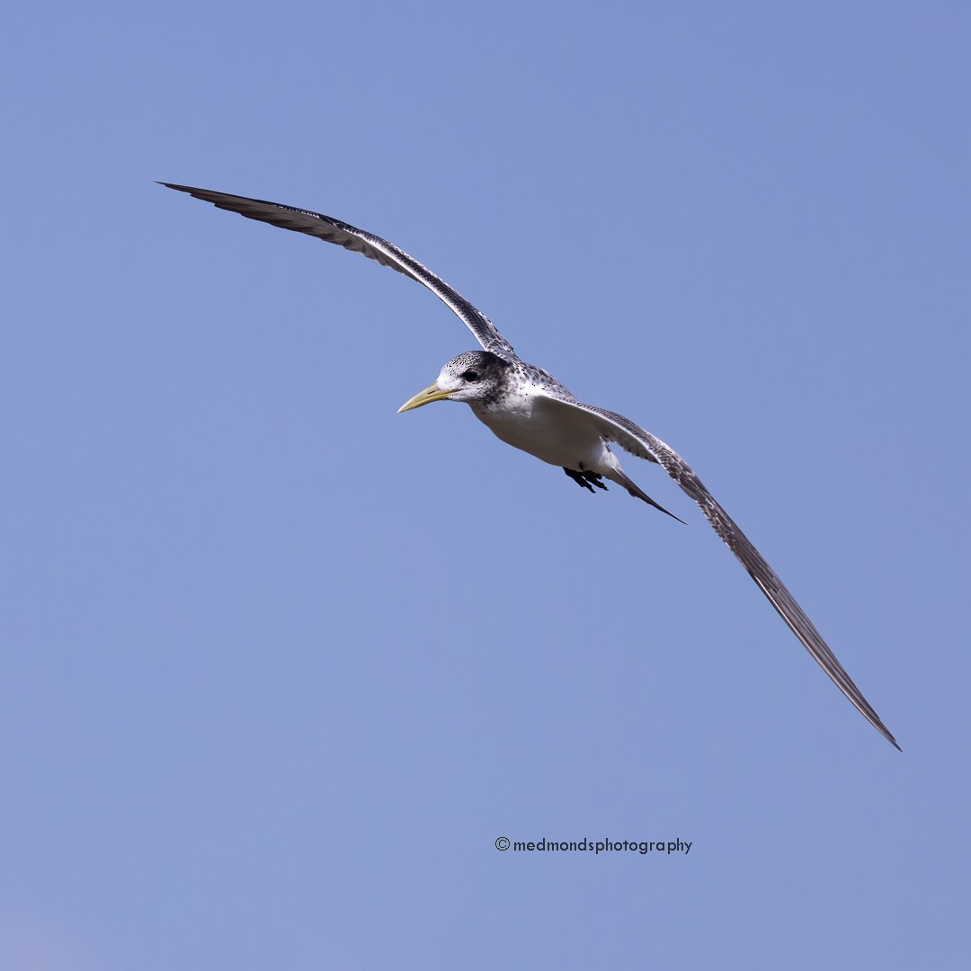 Great Crested Tern - Michelle Edmonds