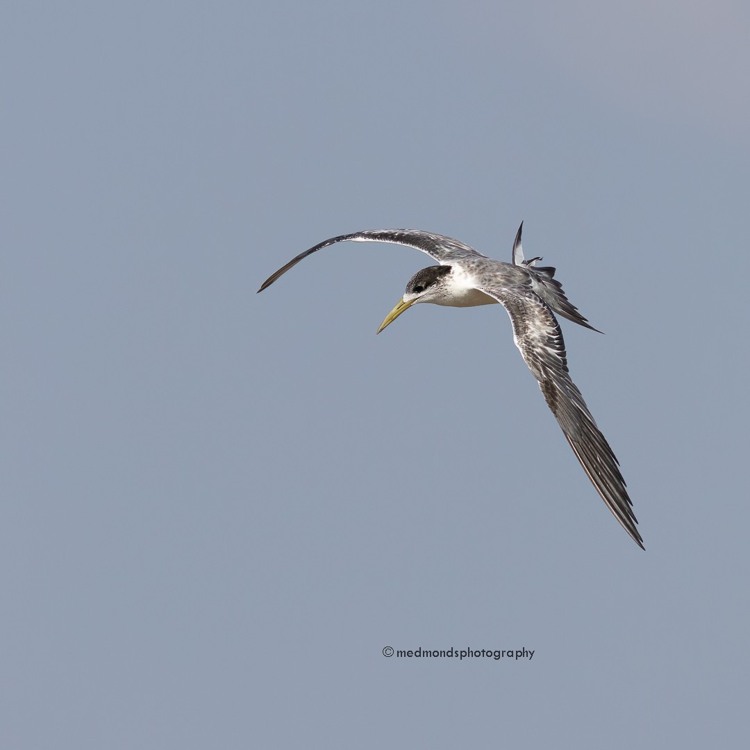 Great Crested Tern - Michelle Edmonds