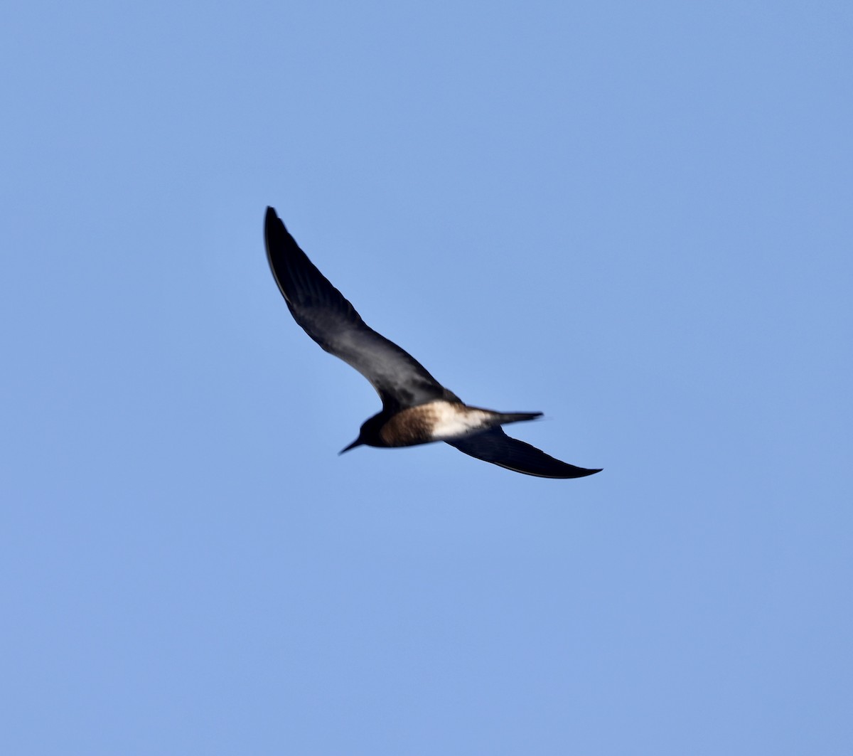 Sooty Tern - Sherman  Wing