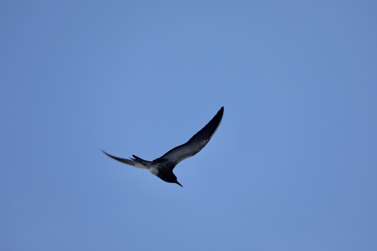 Sooty Tern - Sherman  Wing