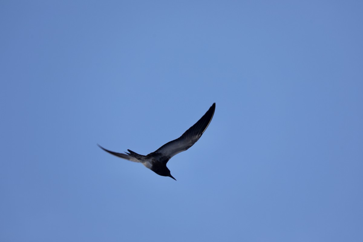 Sooty Tern - ML610277632