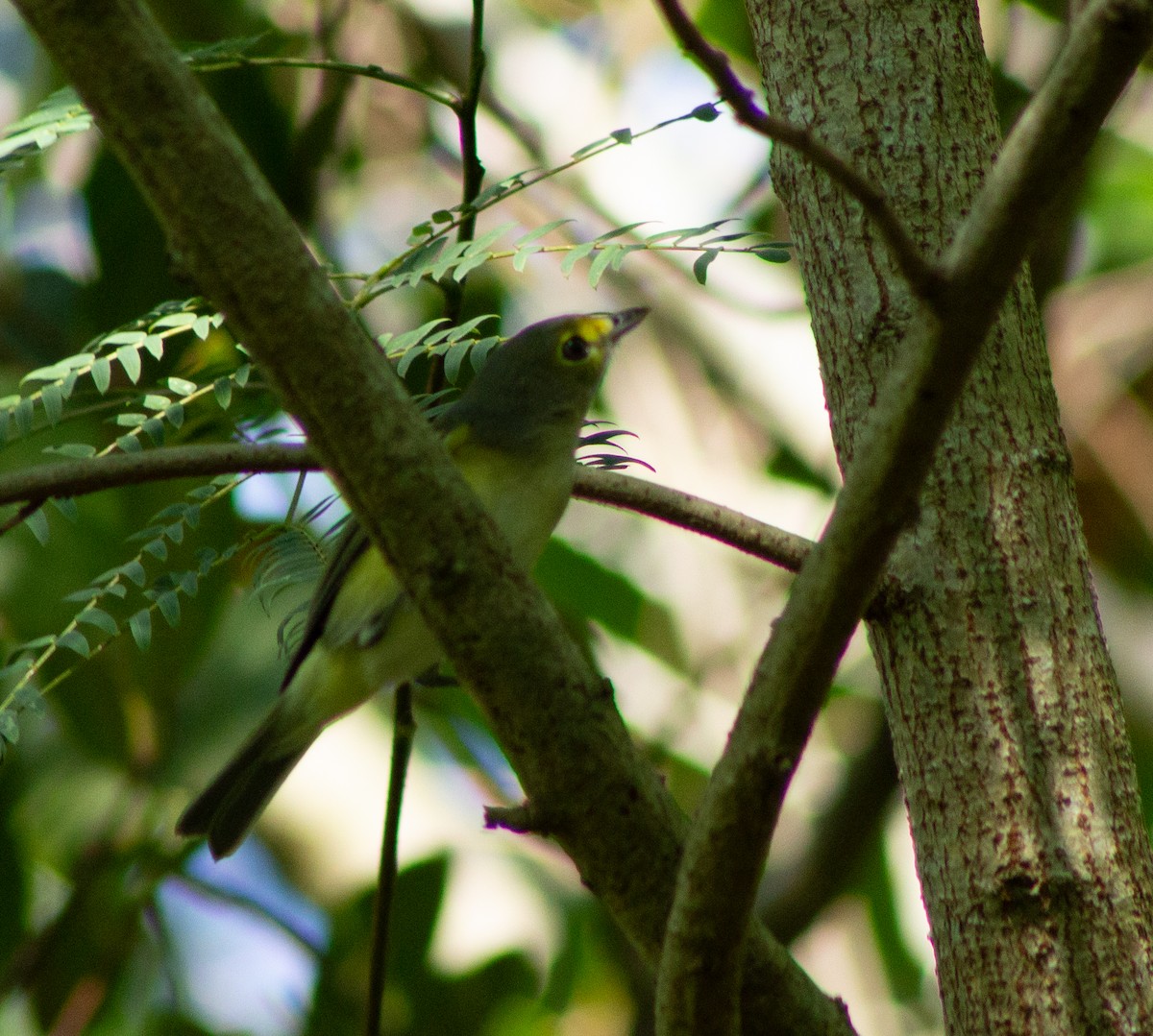 White-eyed Vireo - ML610277655