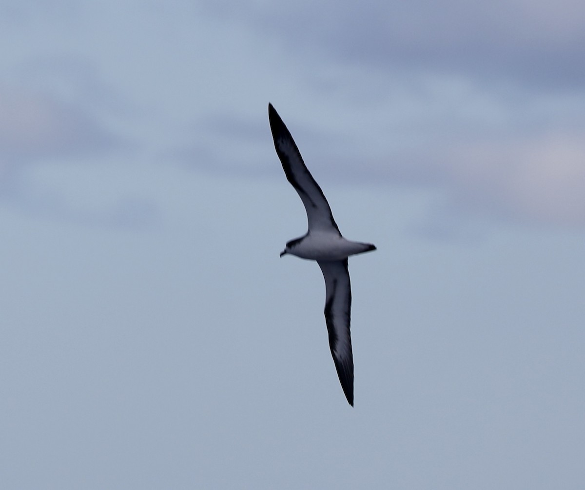 Hawaiian Petrel - ML610277671