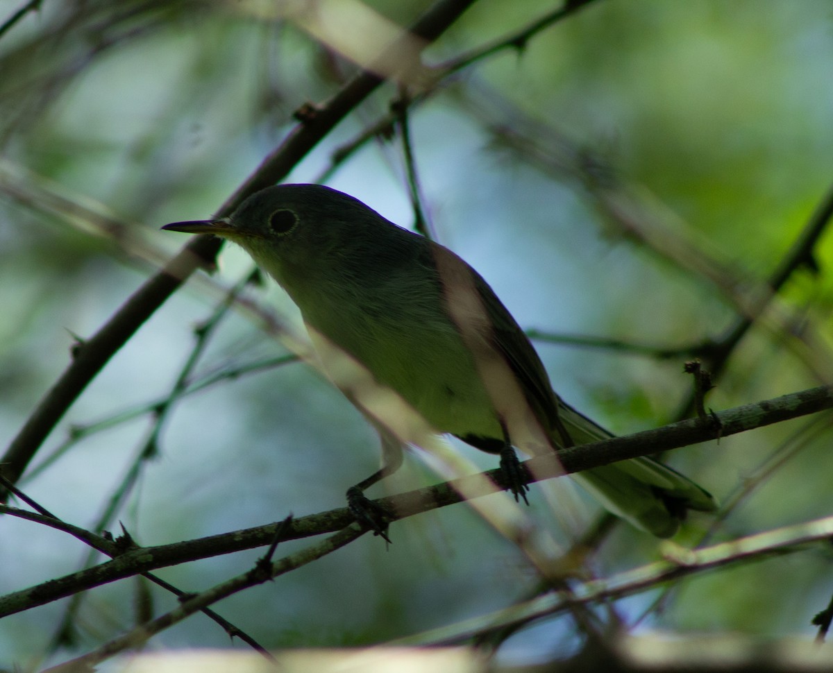 Blue-gray Gnatcatcher - ML610277679