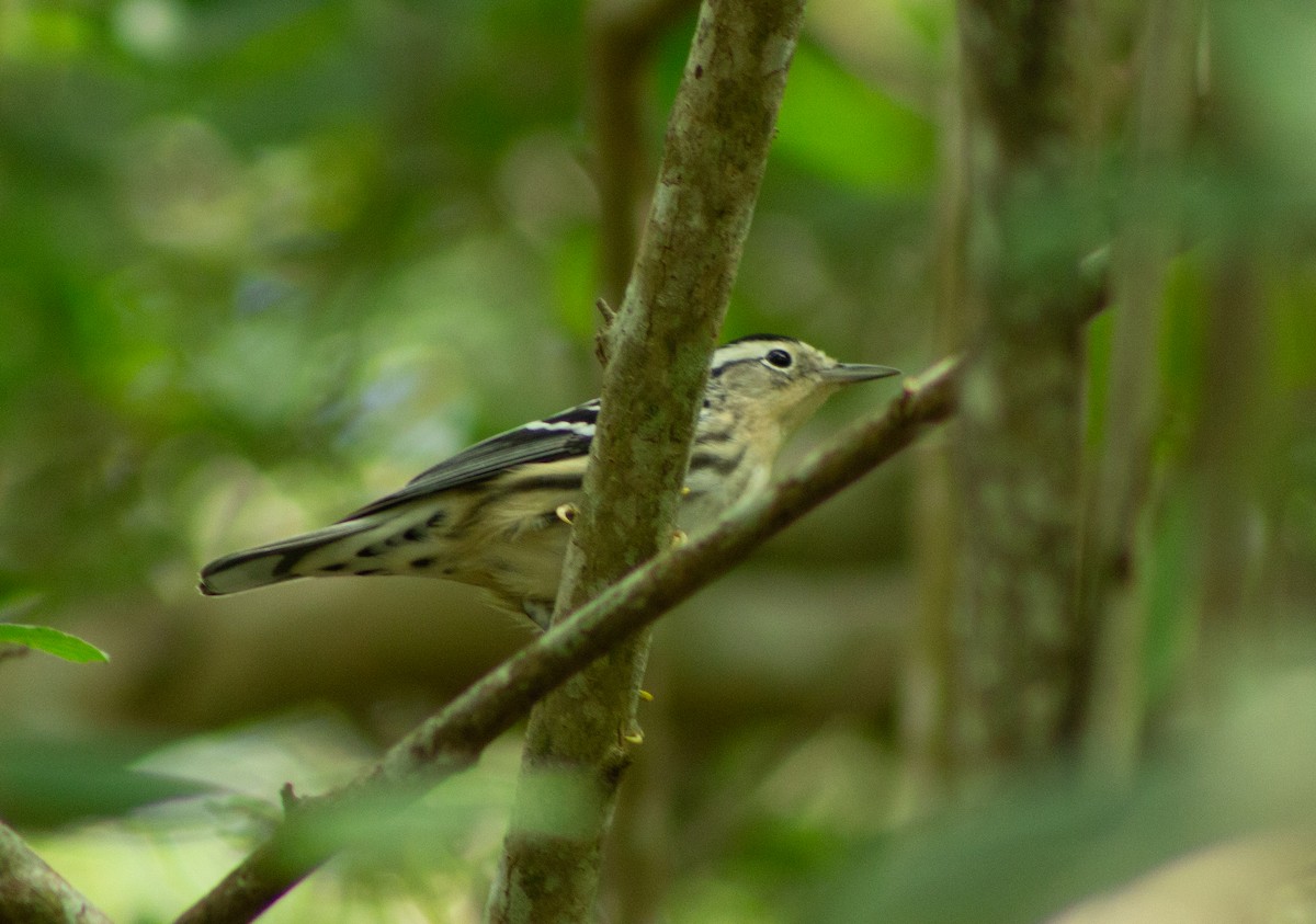 Black-and-white Warbler - ML610277699
