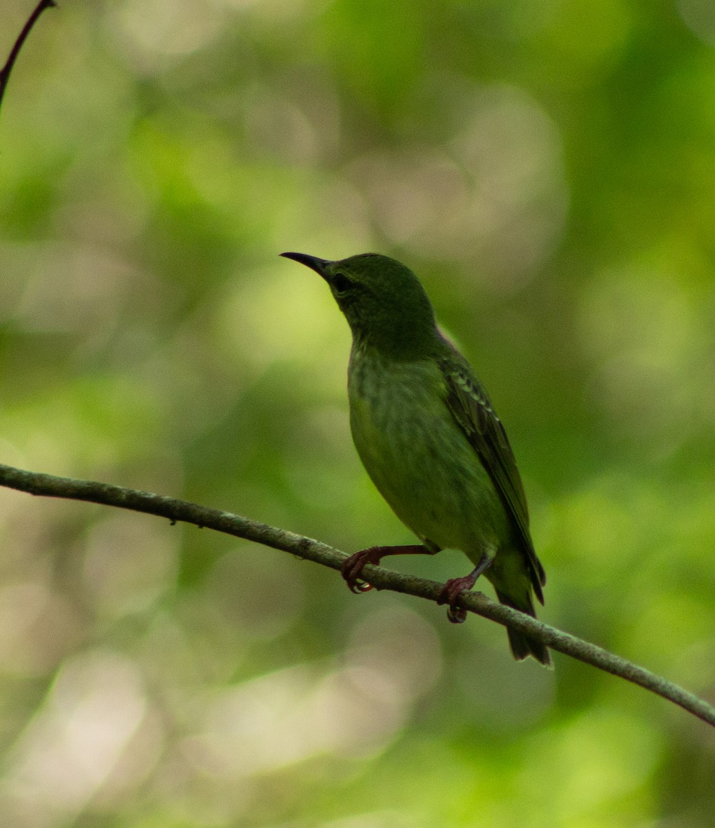Red-legged Honeycreeper - ML610277726