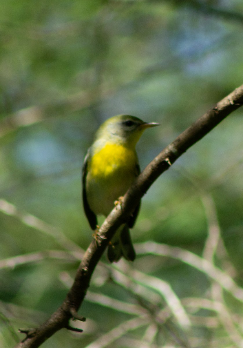 Yellow-throated Vireo - ML610277744