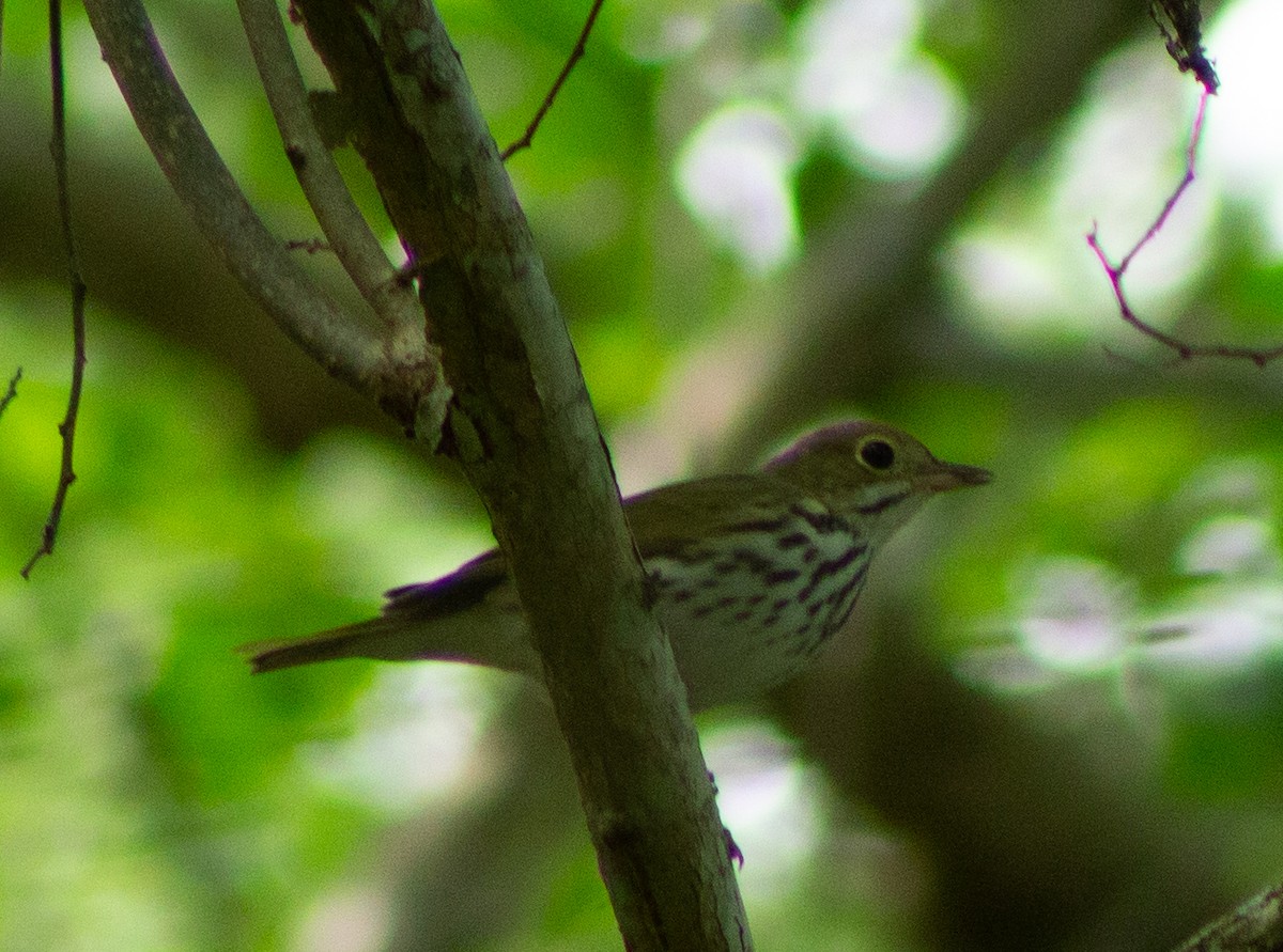 Ovenbird - ML610277747