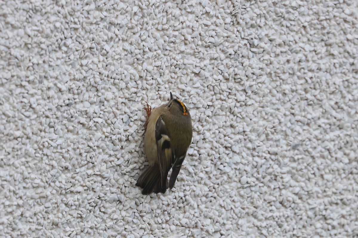 Goldcrest - Ingvar Atli Sigurðsson