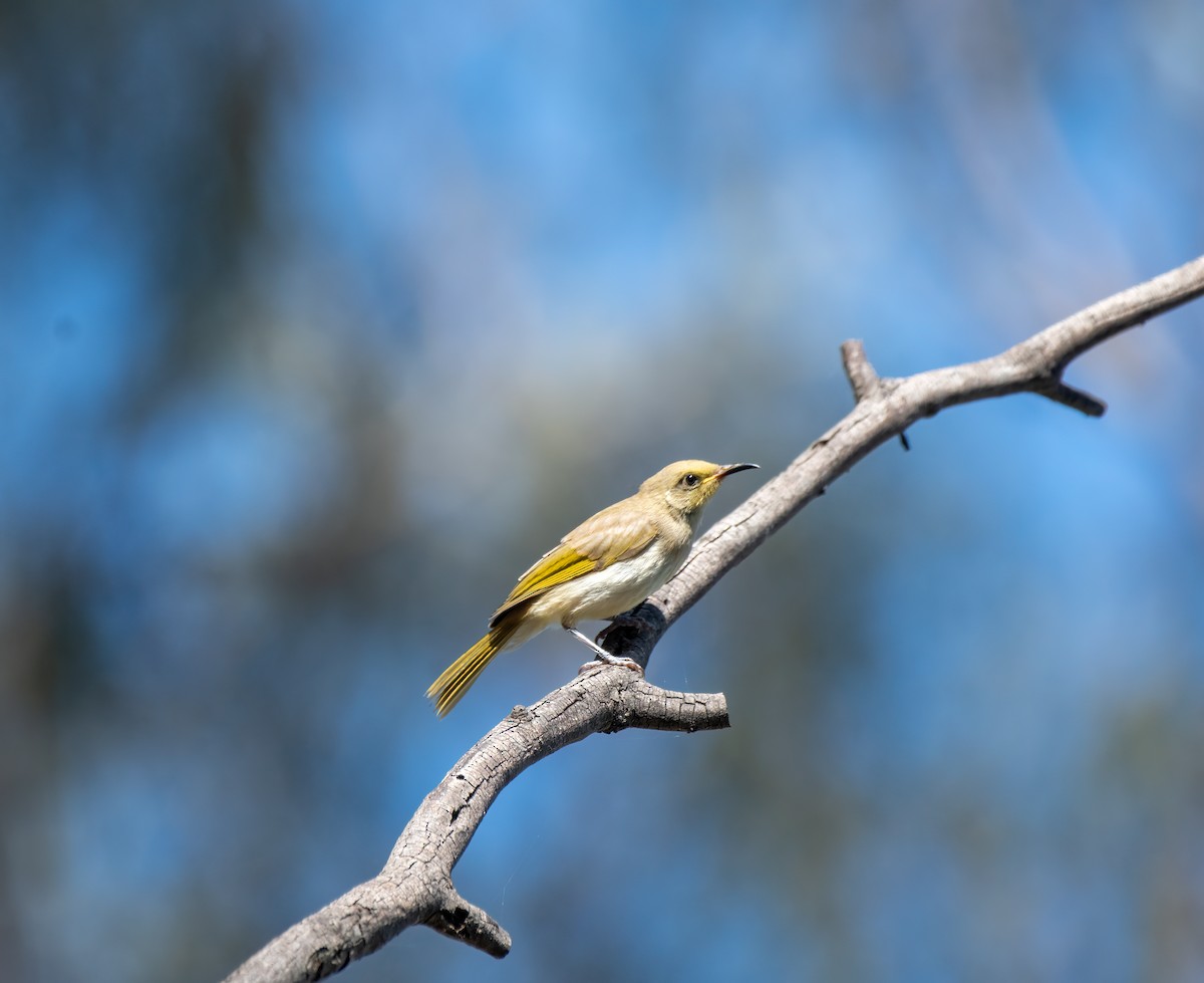 White-plumed Honeyeater - ML610277885