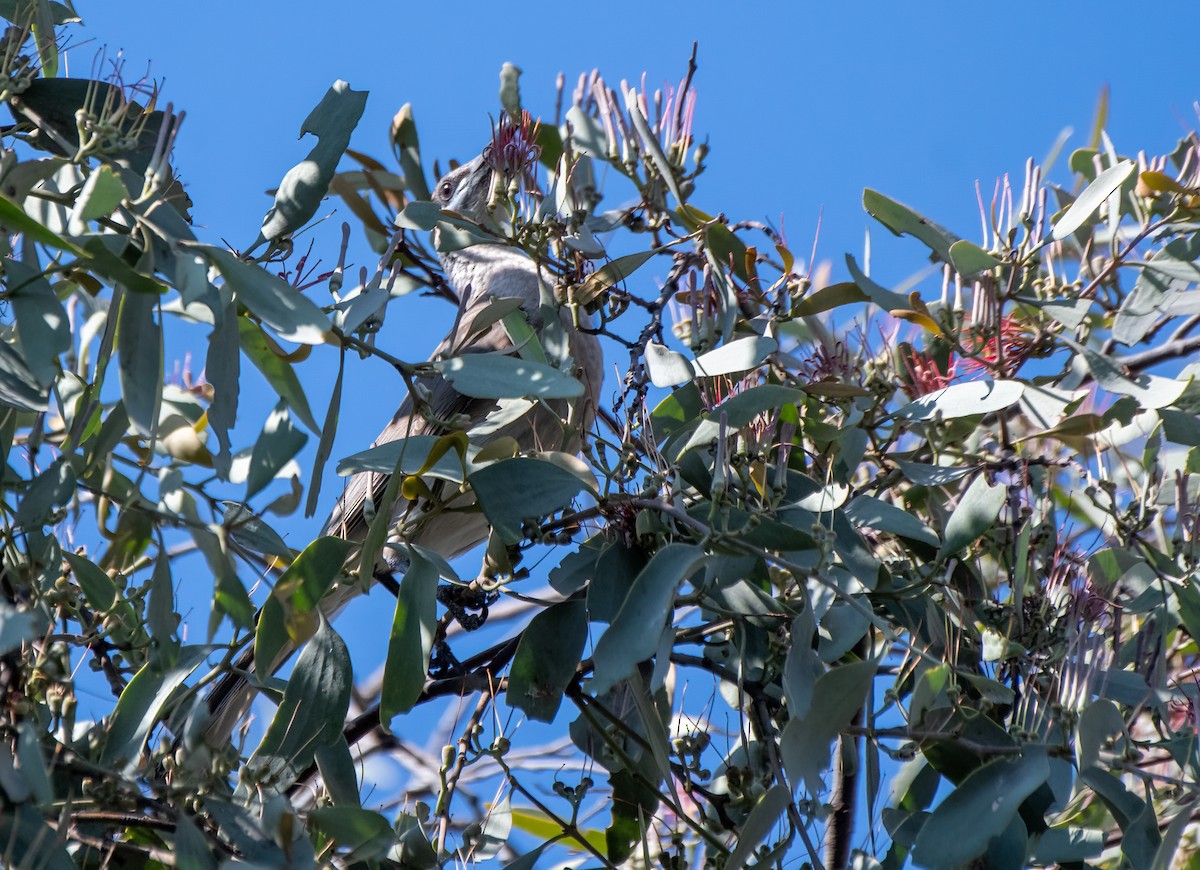 Little Friarbird - ML610277900