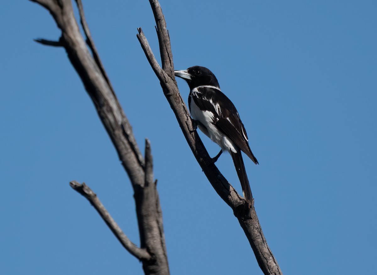 Pied Butcherbird - ML610277915