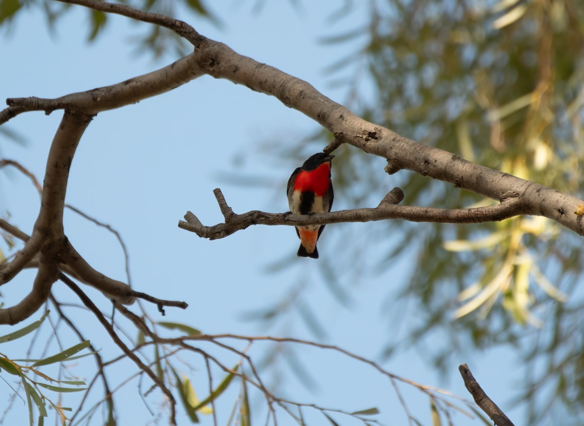 Mistletoebird - ML610277922