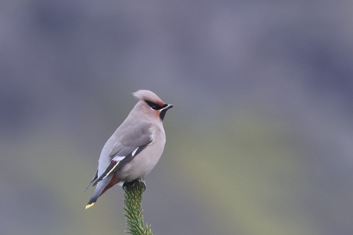 Bohemian Waxwing - ML610277944