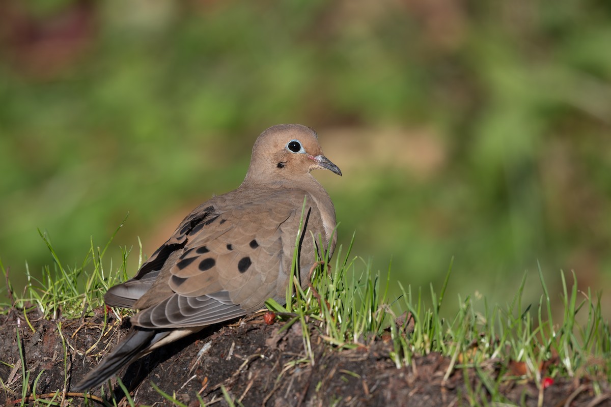 Mourning Dove - ML610278028