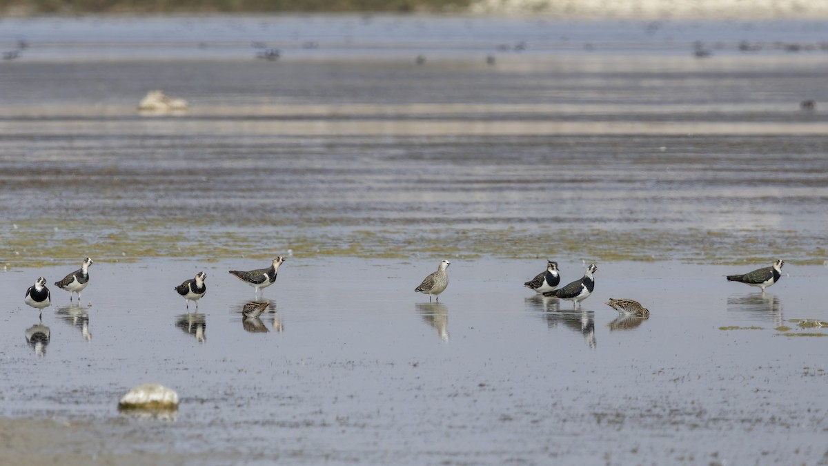Sociable Lapwing - ML610278043