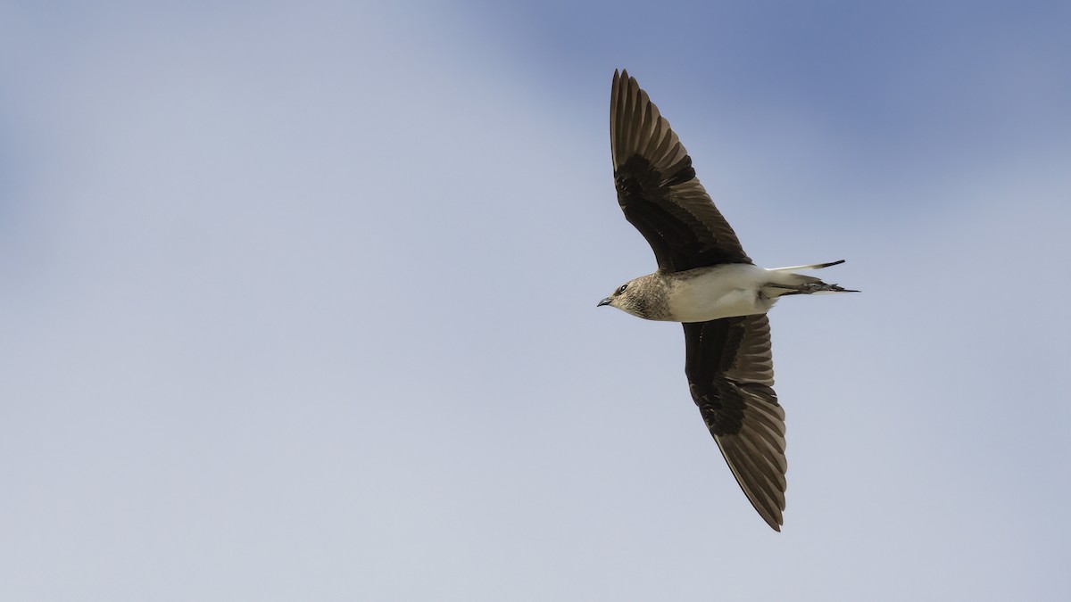 Black-winged Pratincole - ML610278050