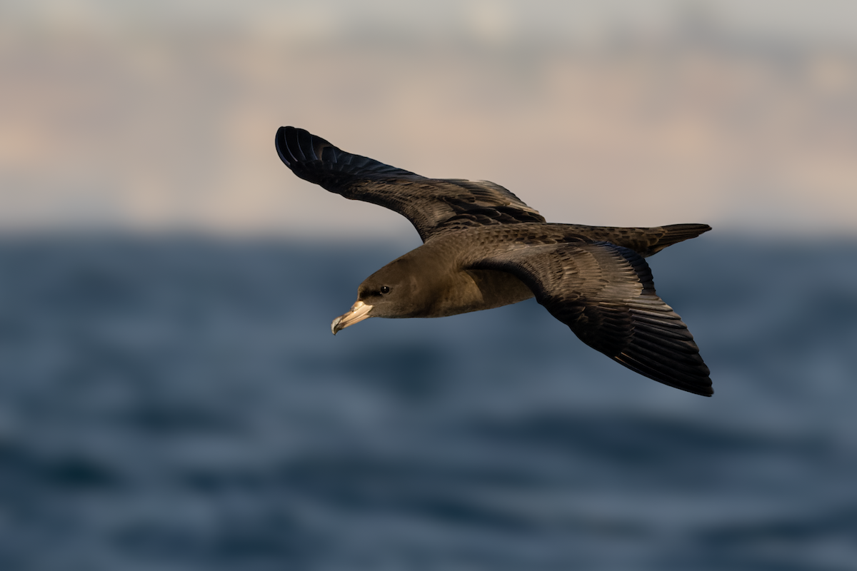 Puffin à pieds pâles - ML610278059