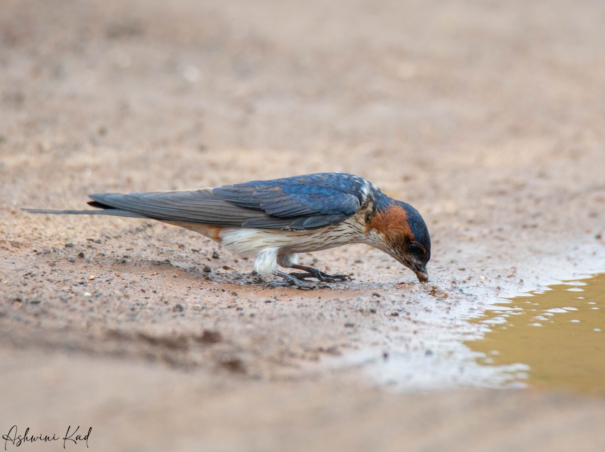 Wire-tailed Swallow - Ash K