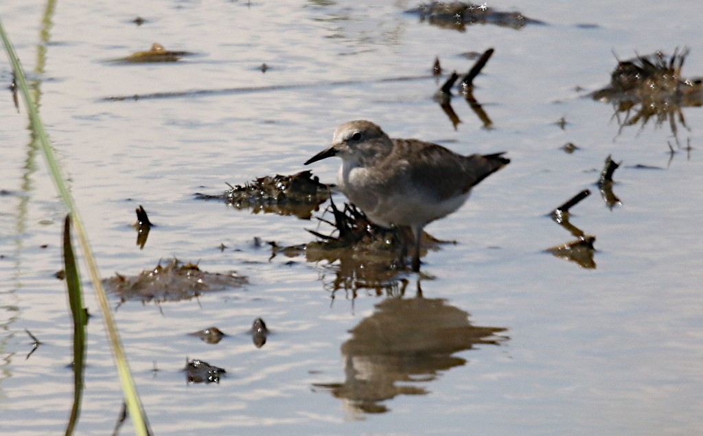 Temminck's Stint - ML610278078