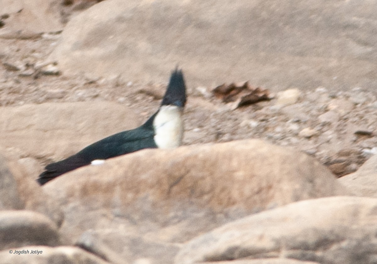 Pied Cuckoo - ML610278099